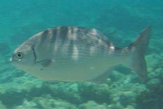 Kyphosus incisor - Bermuda Ruderfisch (Karibischer Ruderfisch)